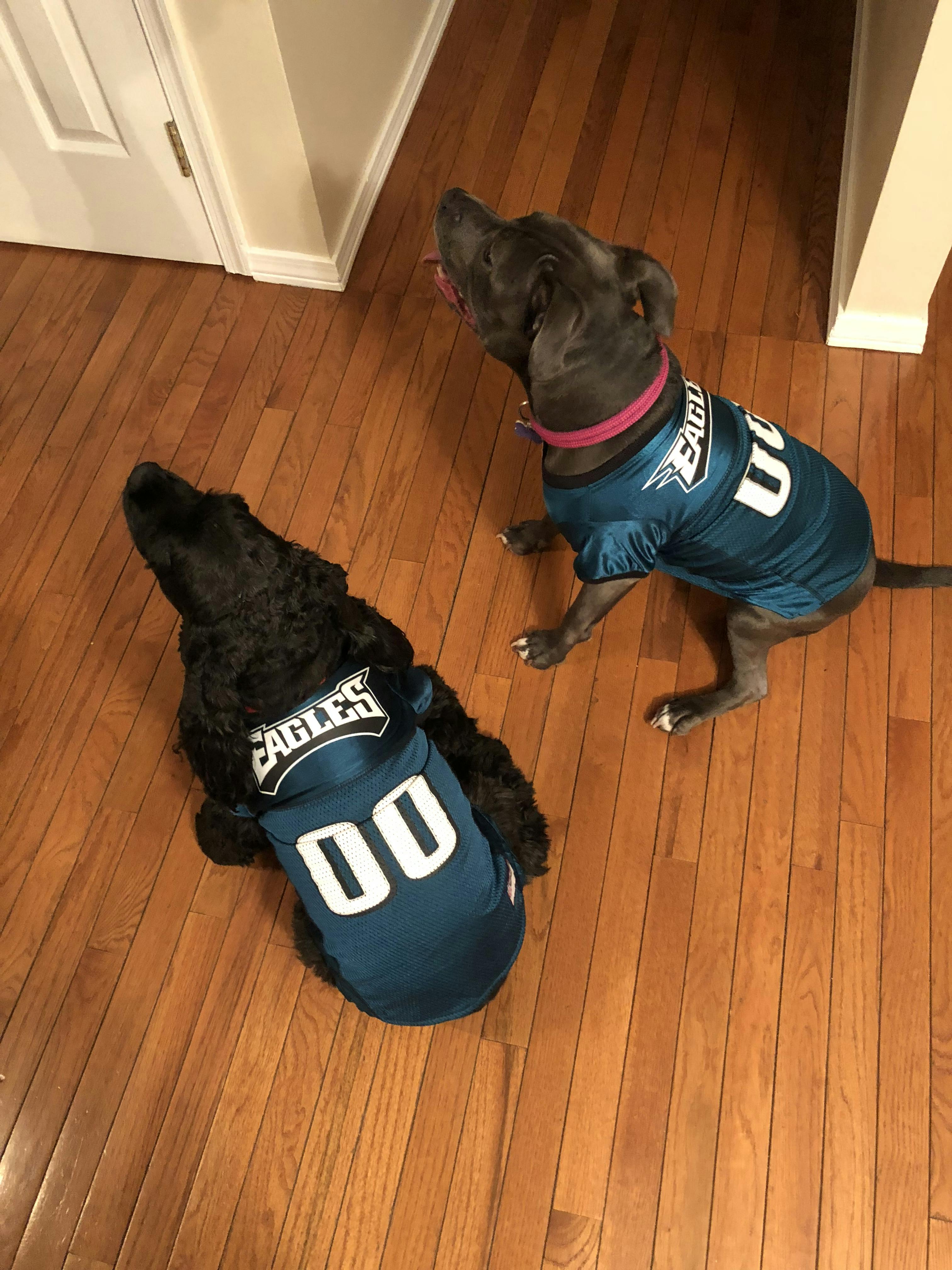 The Lifetime Collar™ Silver Premium Climbing Rope Dog Collar